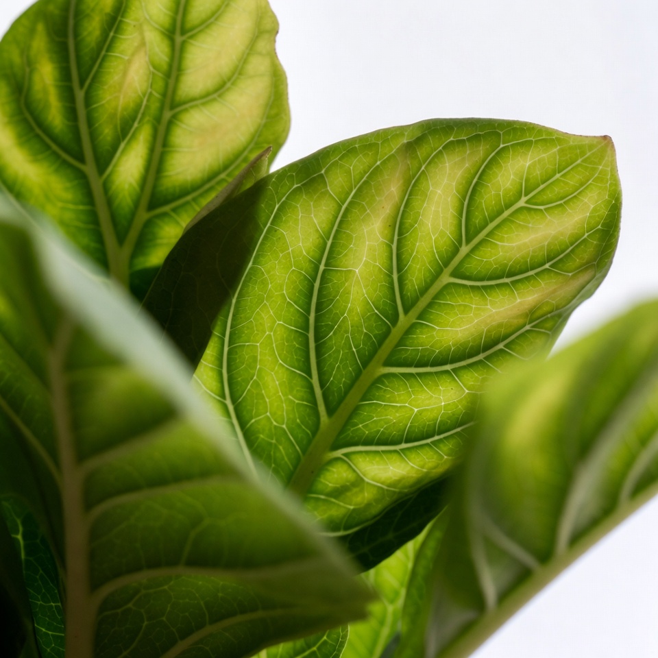Green leaves close up in bright light Green leaves close up in bright light