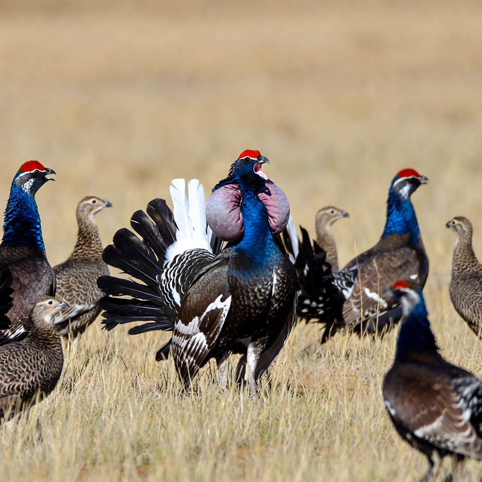 Birds displaying on open land Birds displaying on open land