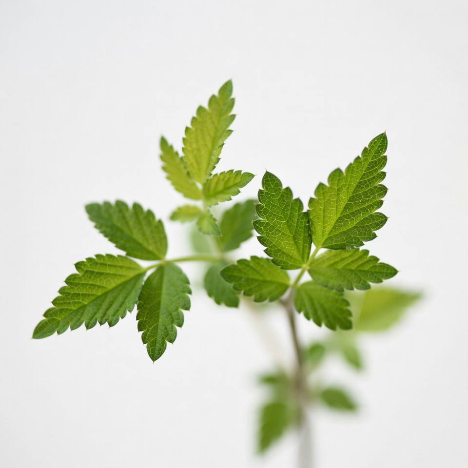 Green plant with fresh leaves in focus Green plant with fresh leaves in focus