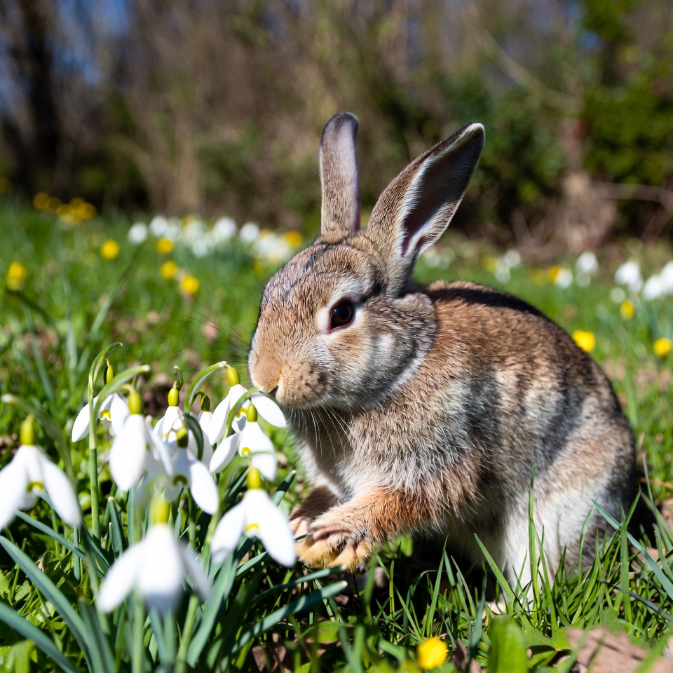 Rabbit exploring flowers in spring Rabbit exploring flowers in spring