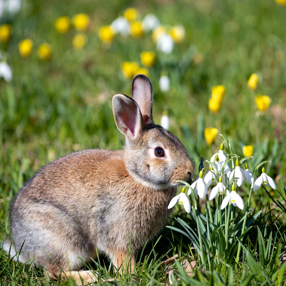 Rabbit among flowers in springtime garden Rabbit among flowers in springtime garden
