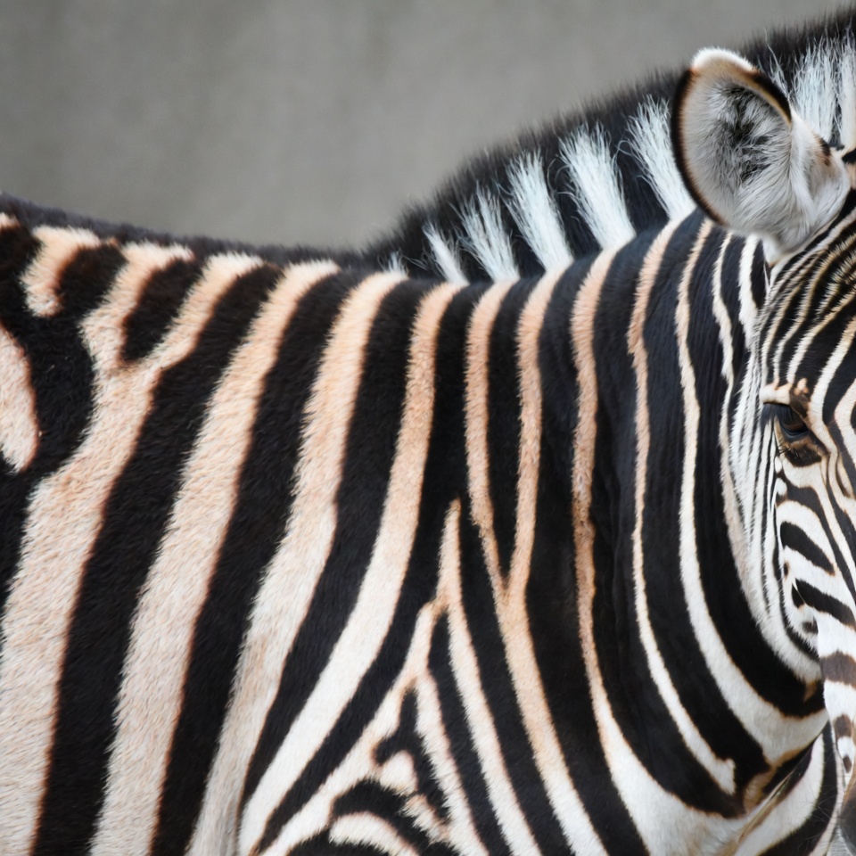 Zebra close up in natural habitat Zebra close up in natural habitat