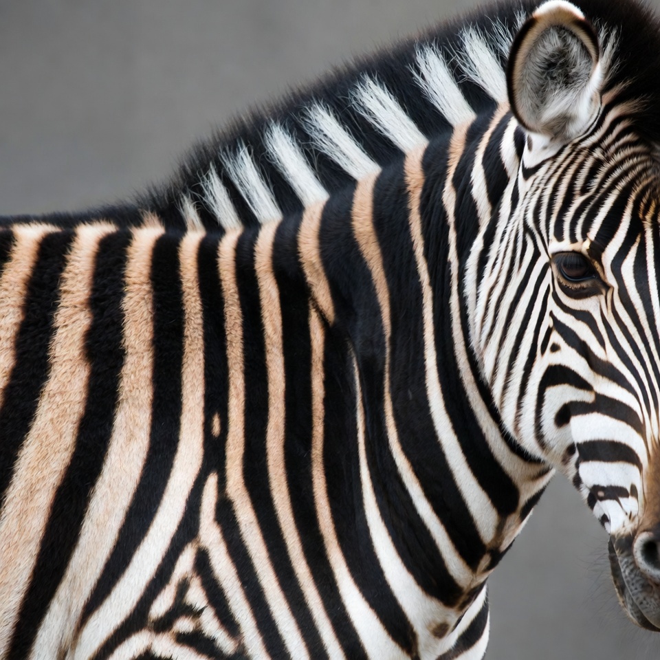 Close-up of zebra with stripes Close-up of zebra with stripes