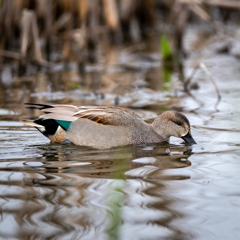 Duck swimming in calm water at dusk Duck swimming in calm water at dusk