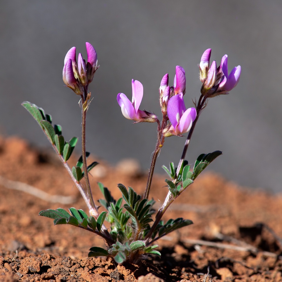 Pink flowers growing on soil Pink flowers growing on soil