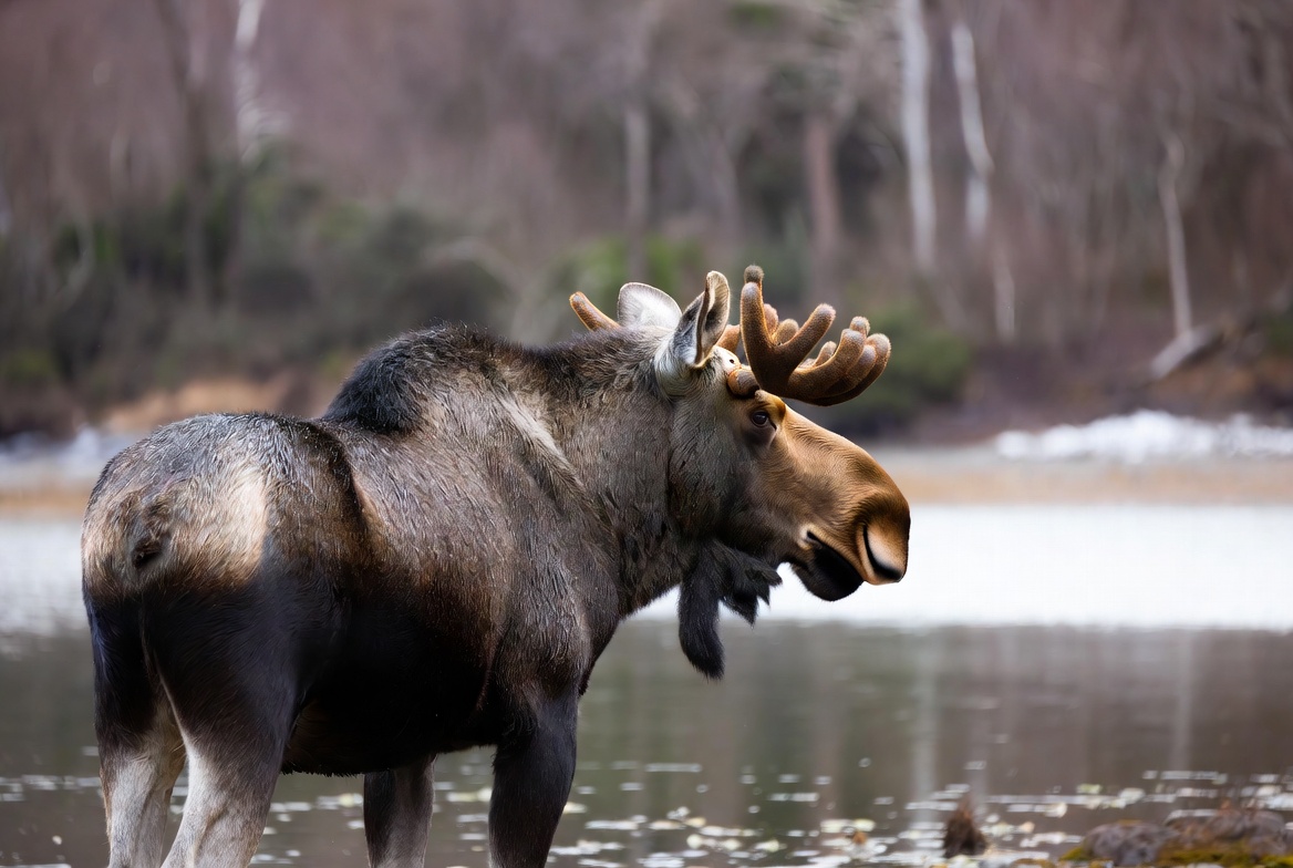 Moose by the water in autumn Moose by the water in autumn