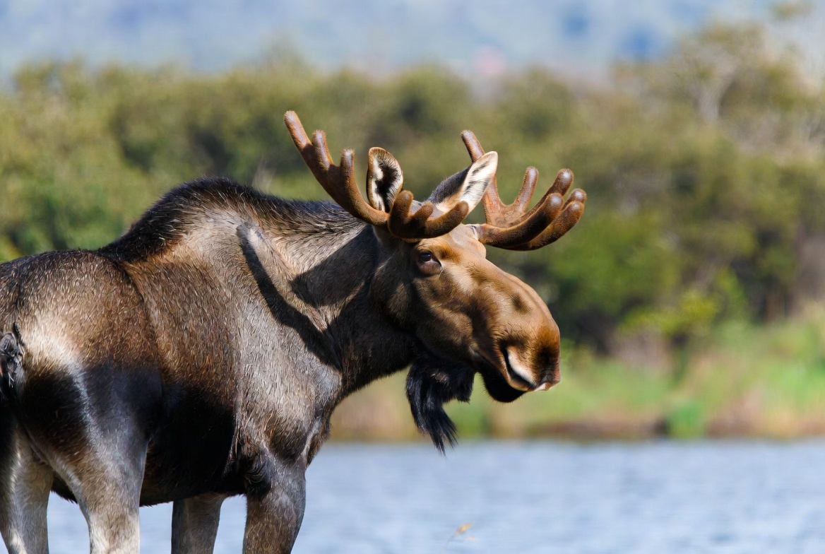 Moose near a body of water Moose near a body of water