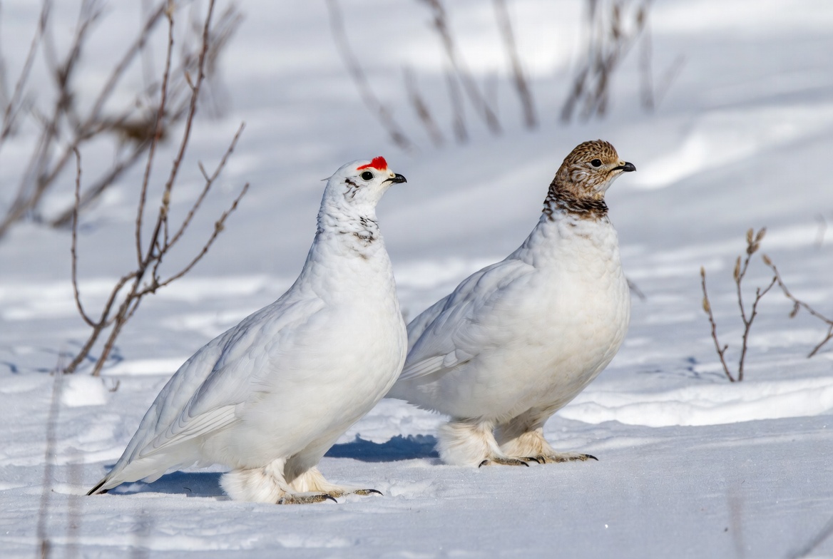 Snow birds walking in winter Snow birds walking in winter