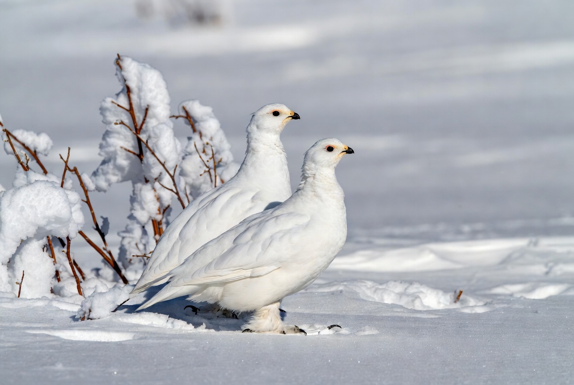 Birds in white snow landscape Birds in white snow landscape