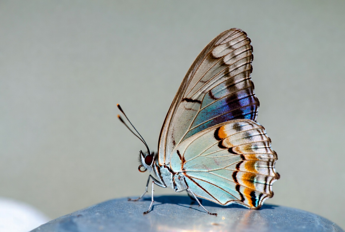 Colorful butterfly resting on a surface Colorful butterfly resting on a surface