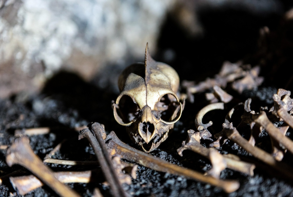 Animal skeleton found in cave Animal skeleton found in cave