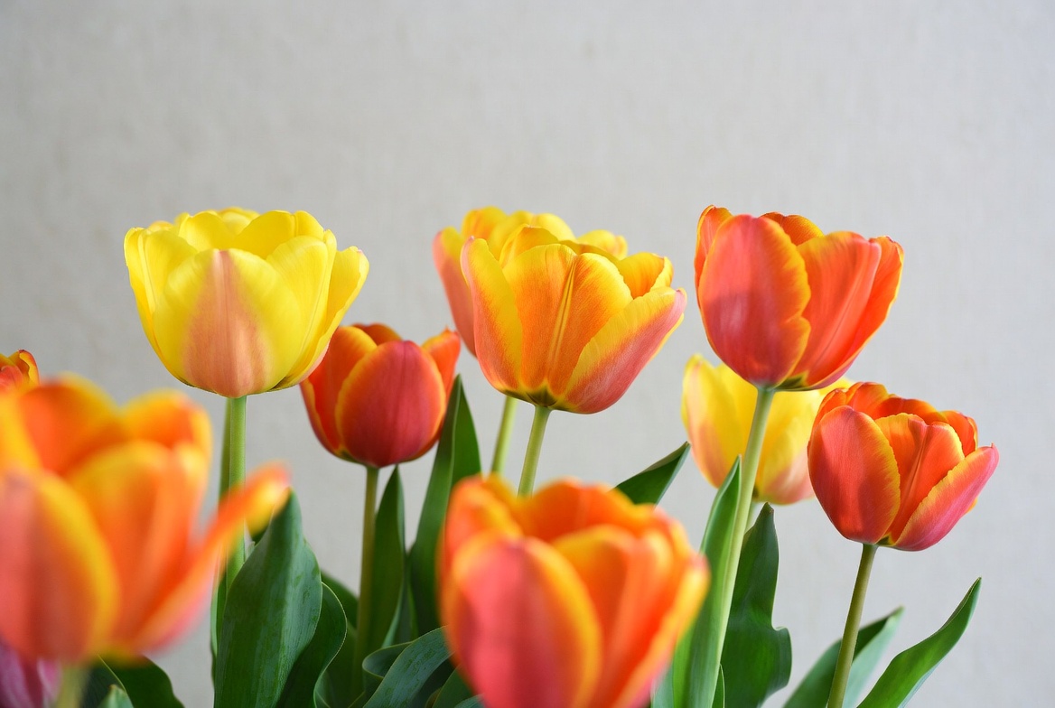 Colorful tulips in a bouquet display Colorful tulips in a bouquet display