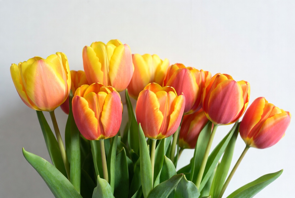Tulip bouquet with vibrant colors Tulip bouquet with vibrant colors