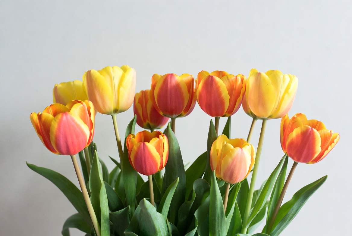 Bright tulips in a vase Bright tulips in a vase