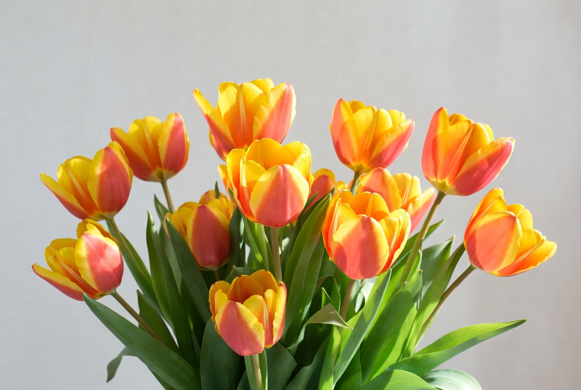 Colorful tulips displayed in a vase Colorful tulips displayed in a vase