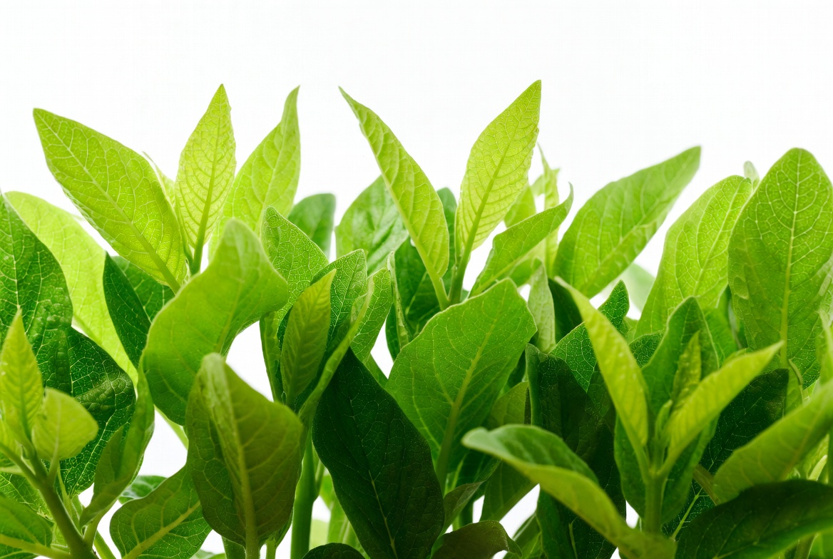 Green leaves growing in sunlight Green leaves growing in sunlight