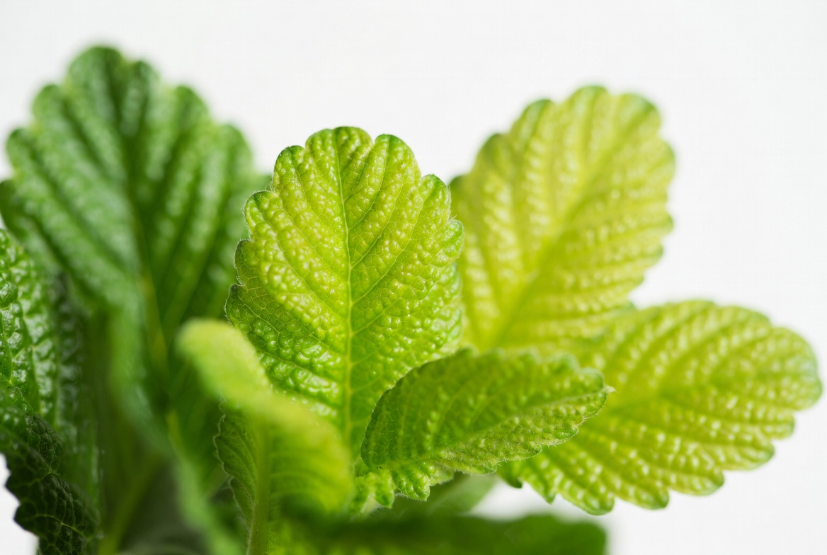Fresh green leaves in close view Fresh green leaves in close view