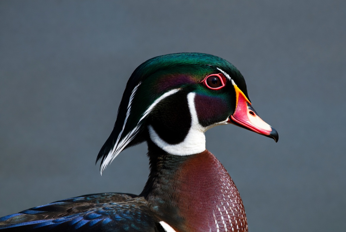 Wood duck profile in natural light Wood duck profile in natural light