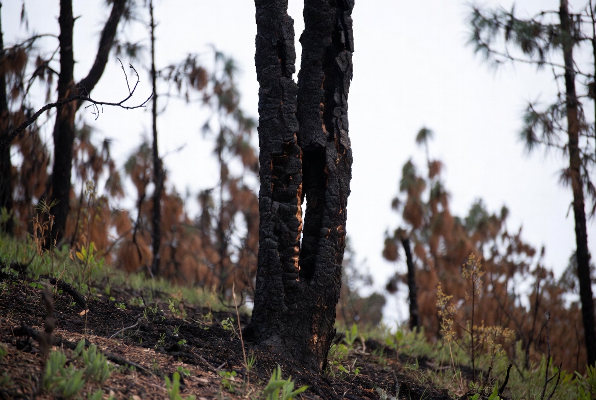 Burnt trees after wildfire Burnt trees after wildfire