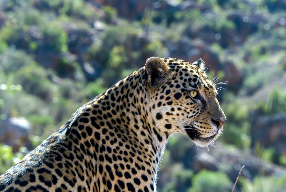 Leopard in its natural habitat Leopard in its natural habitat