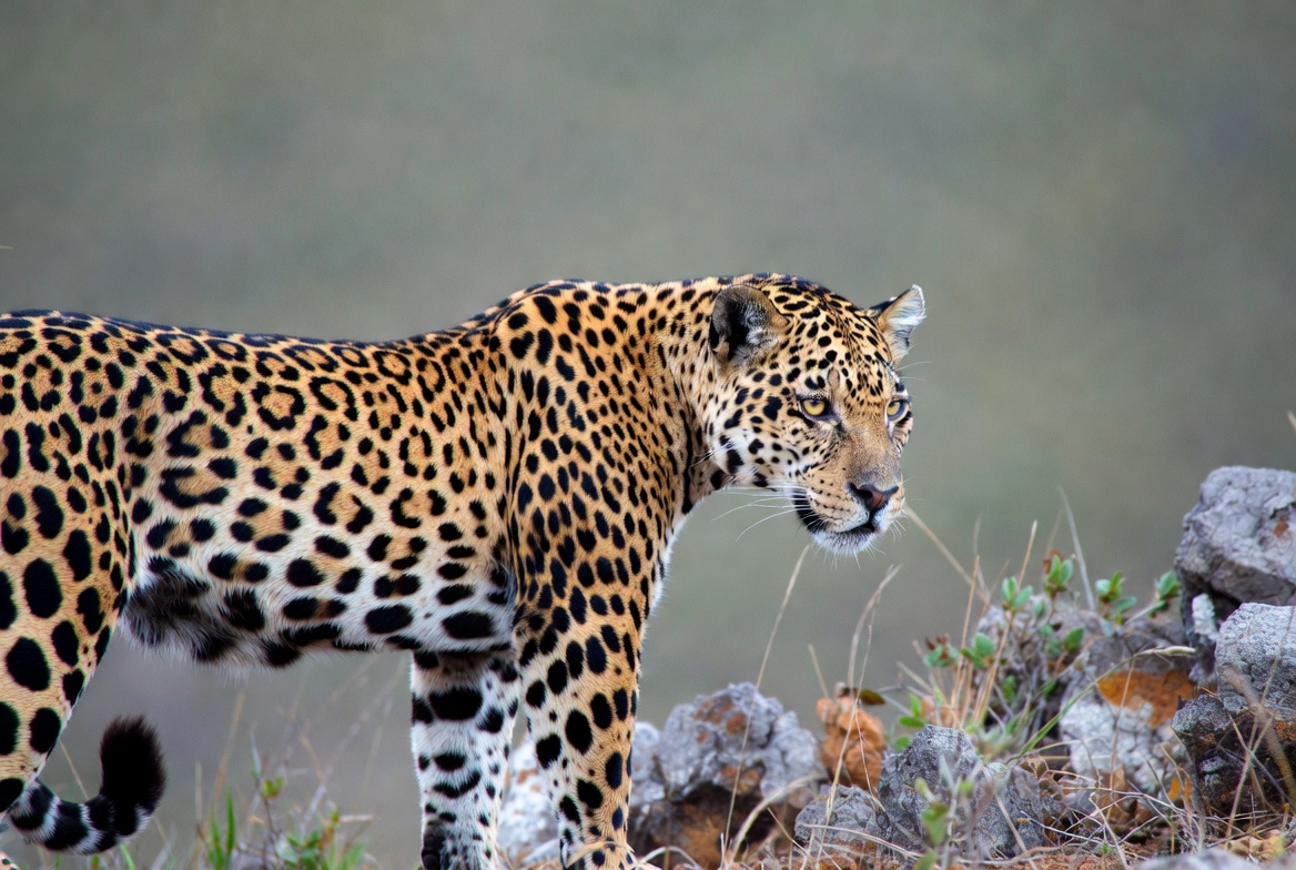 Leopard walking in the wild Leopard walking in the wild