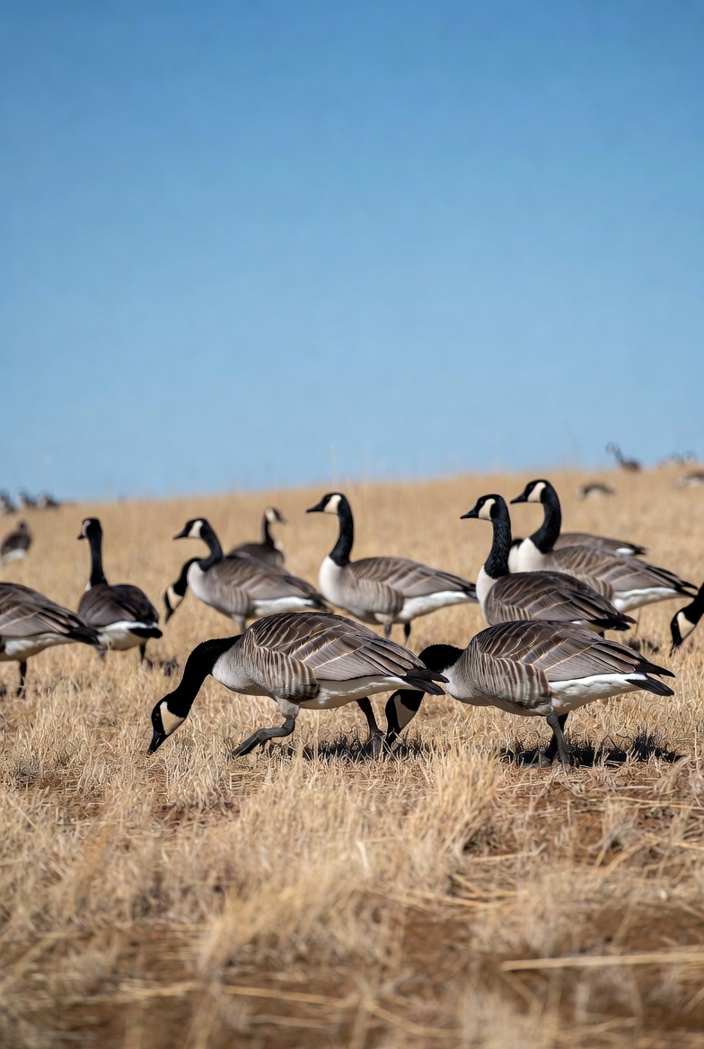 Geese walking on dry grasslands Geese walking on dry grasslands