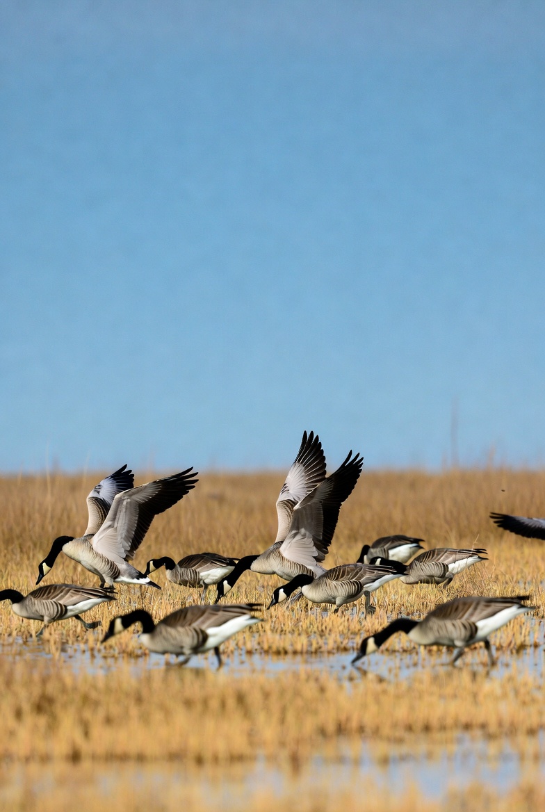 Geese landing in wetland area Geese landing in wetland area