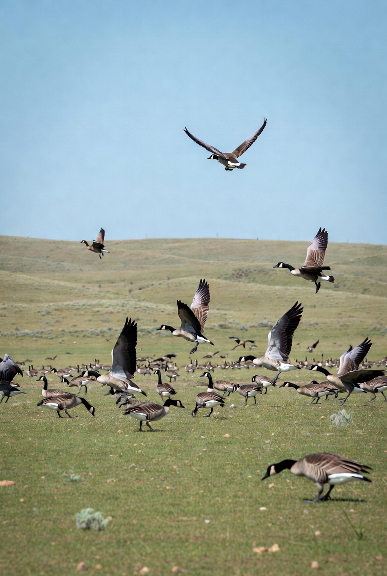 Geese gather on grassy plains Geese gather on grassy plains