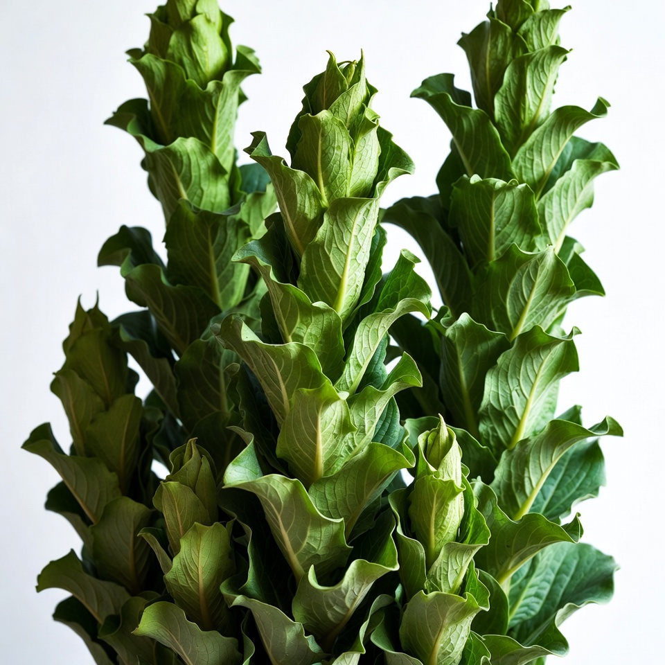 Green plant with tall leaves Green plant with tall leaves