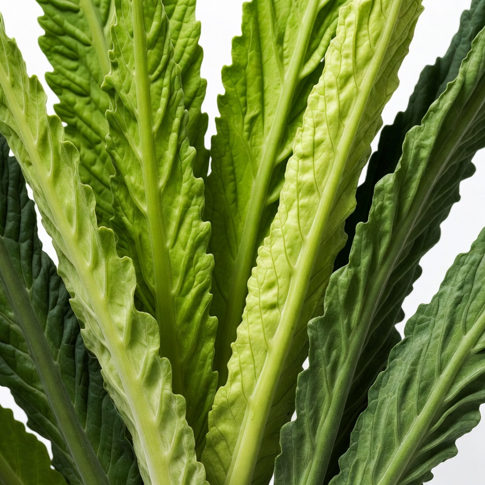 Fresh green leaves arranged together Fresh green leaves arranged together