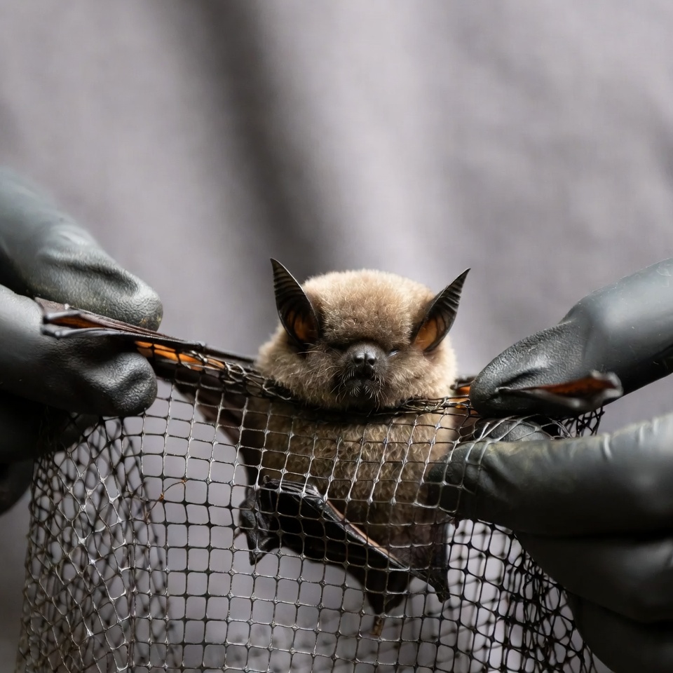 Bat being handled by a person Bat being handled by a person