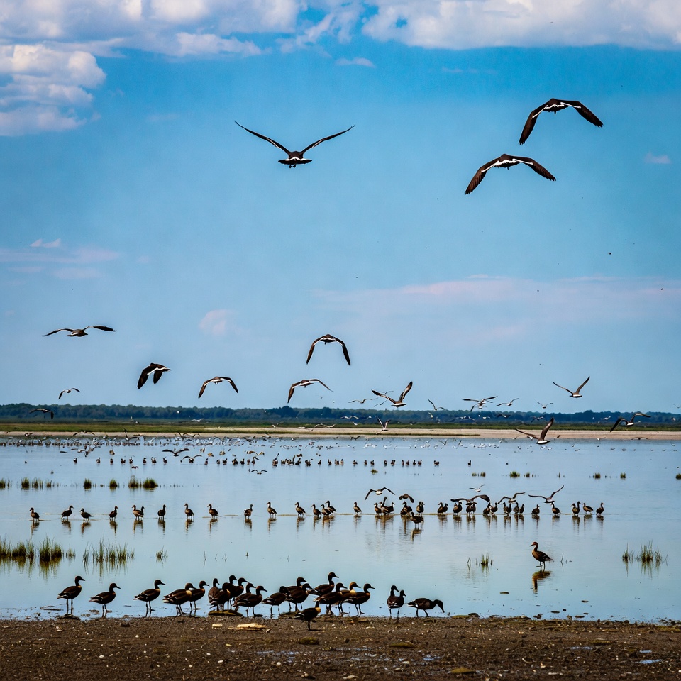 Birds flying over water at wetland Birds flying over water at wetland