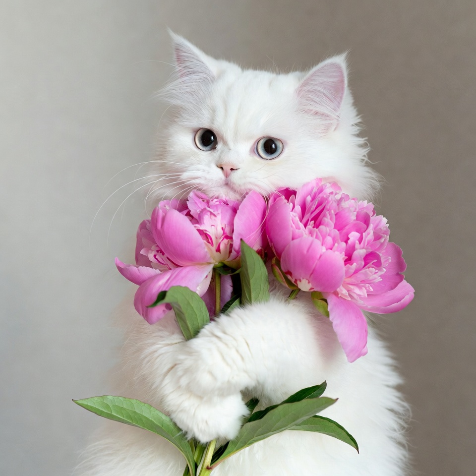 Cat holding pink flowers in home Cat holding pink flowers in home