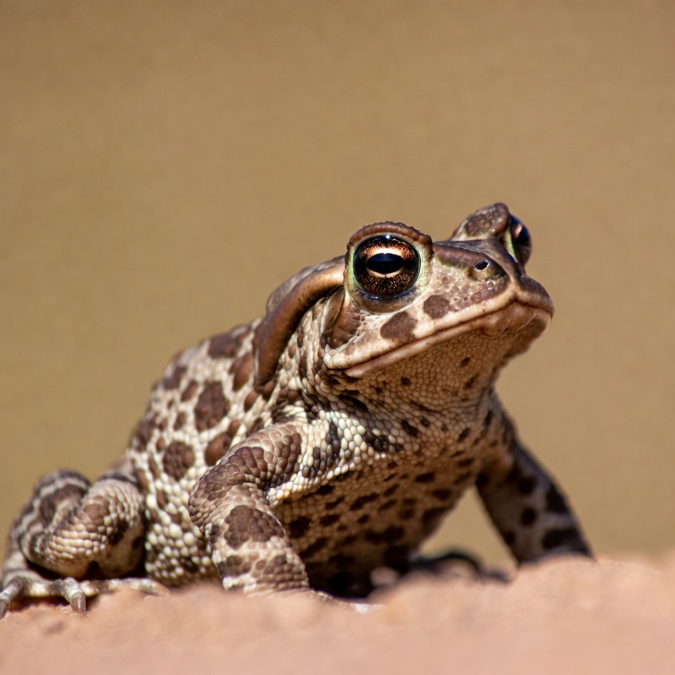 Frog sitting on sandy ground Frog sitting on sandy ground