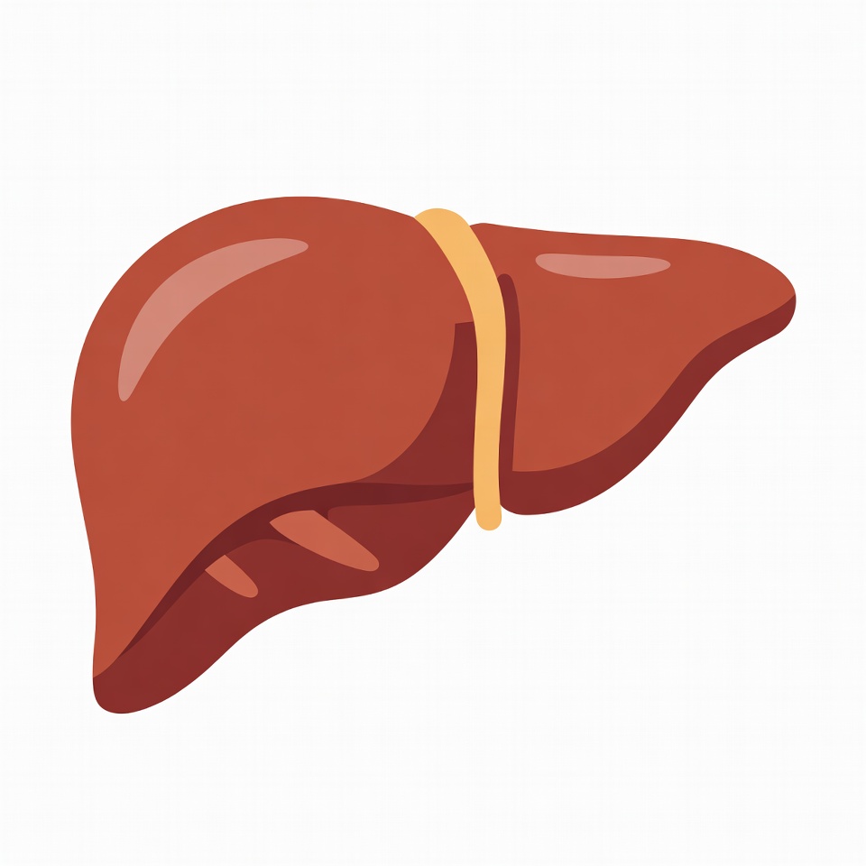 Liver illustration on white background Liver illustration on white background