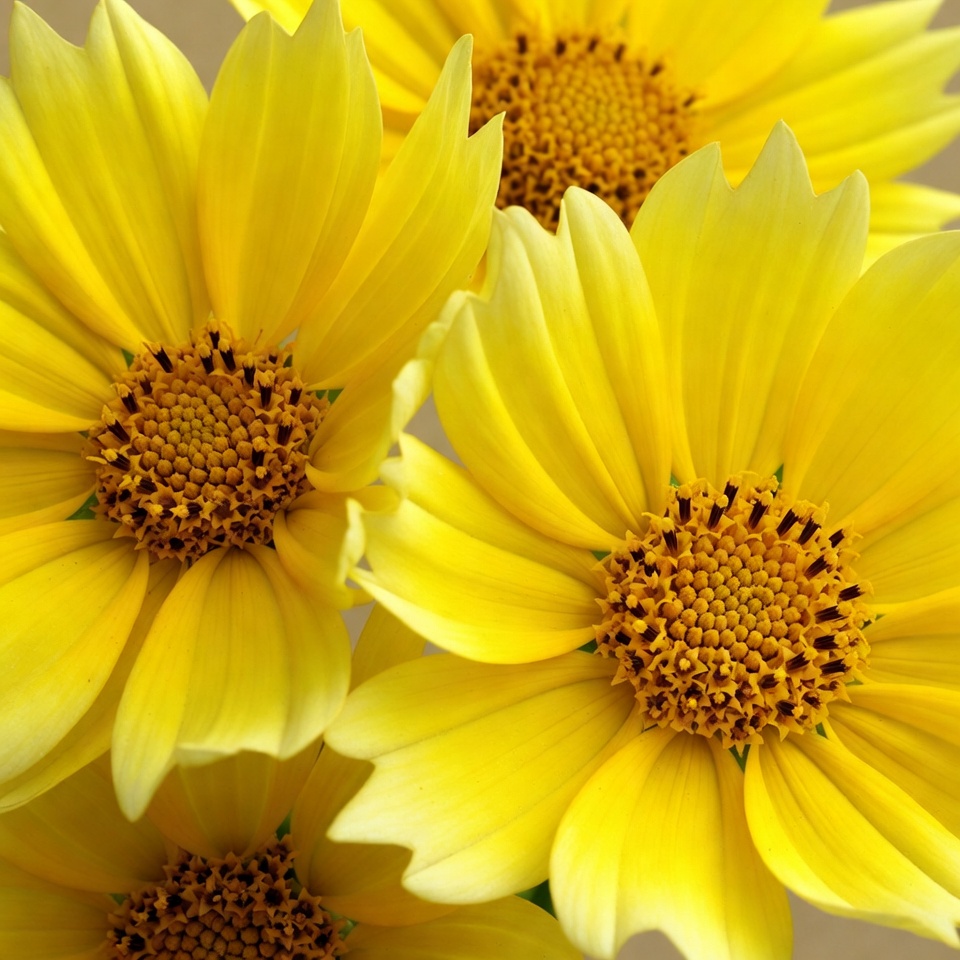 Cluster of Bright Yellow Sunflowers Cluster of Bright Yellow Sunflowers