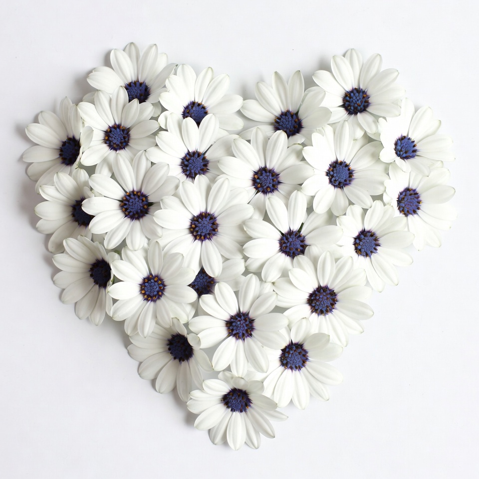 Osteospermum Daisies Heart Shape Osteospermum Daisies Heart Shape
