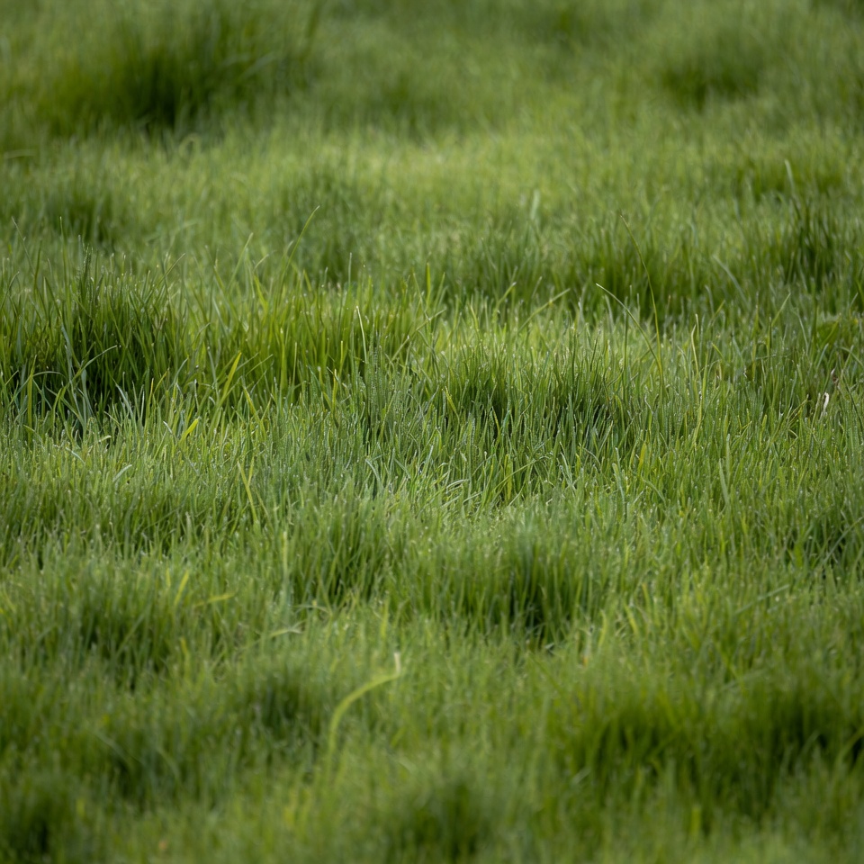 Lush green grass field Lush green grass field