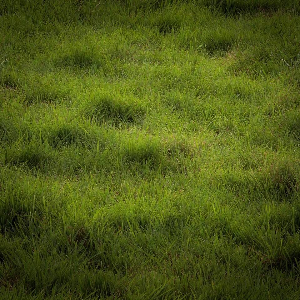 Lush green grass field Lush green grass field