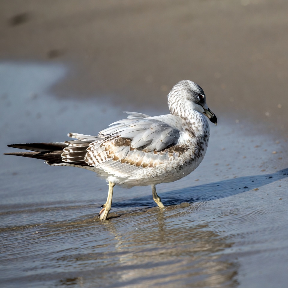 Seagull standing on beach Seagull standing on beach