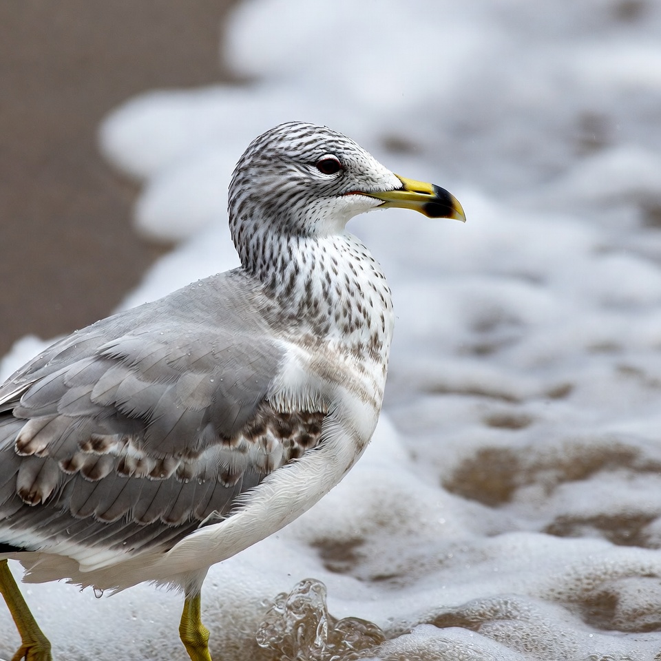 Gull standing in ocean foam Gull standing in ocean foam