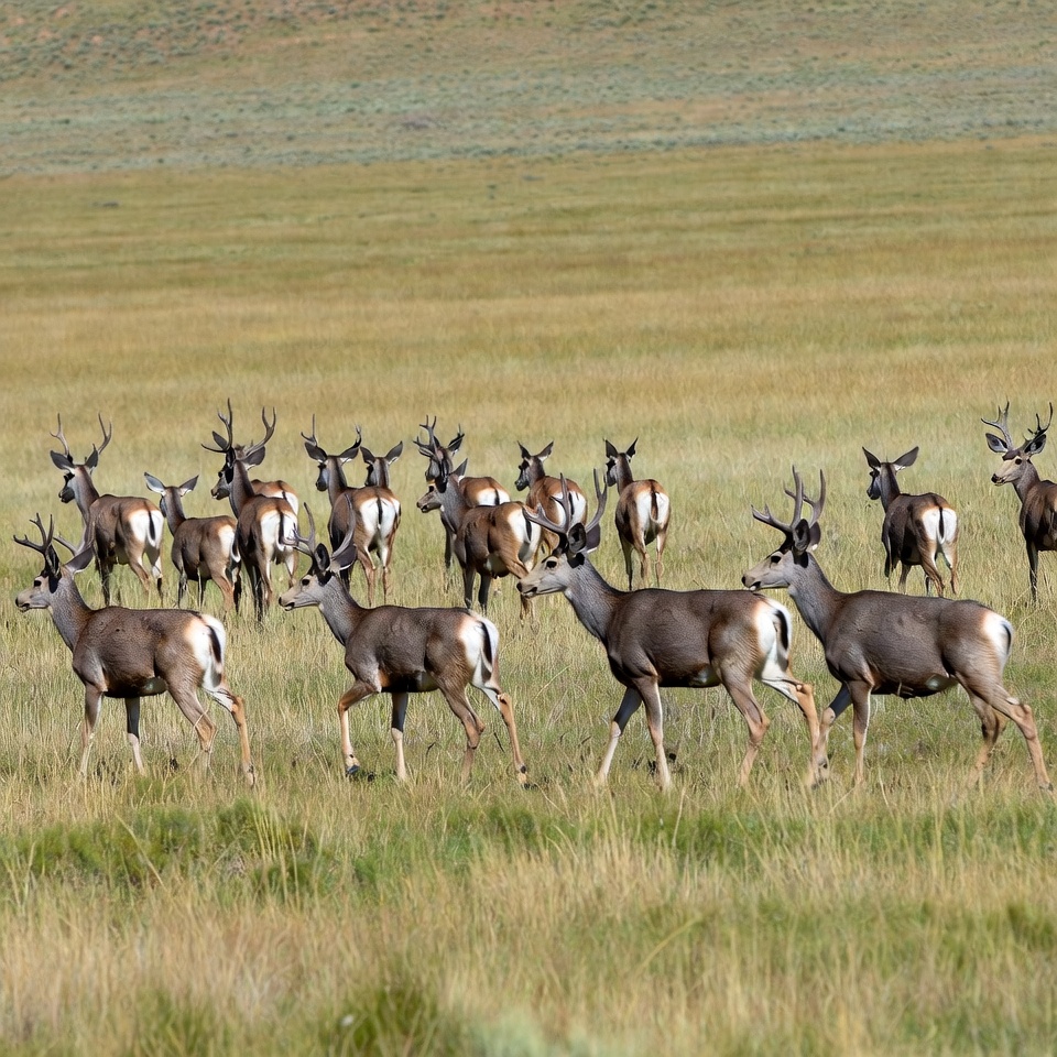 Herd of Pronghorn Antelope in Grassland Herd of Pronghorn Antelope in Grassland