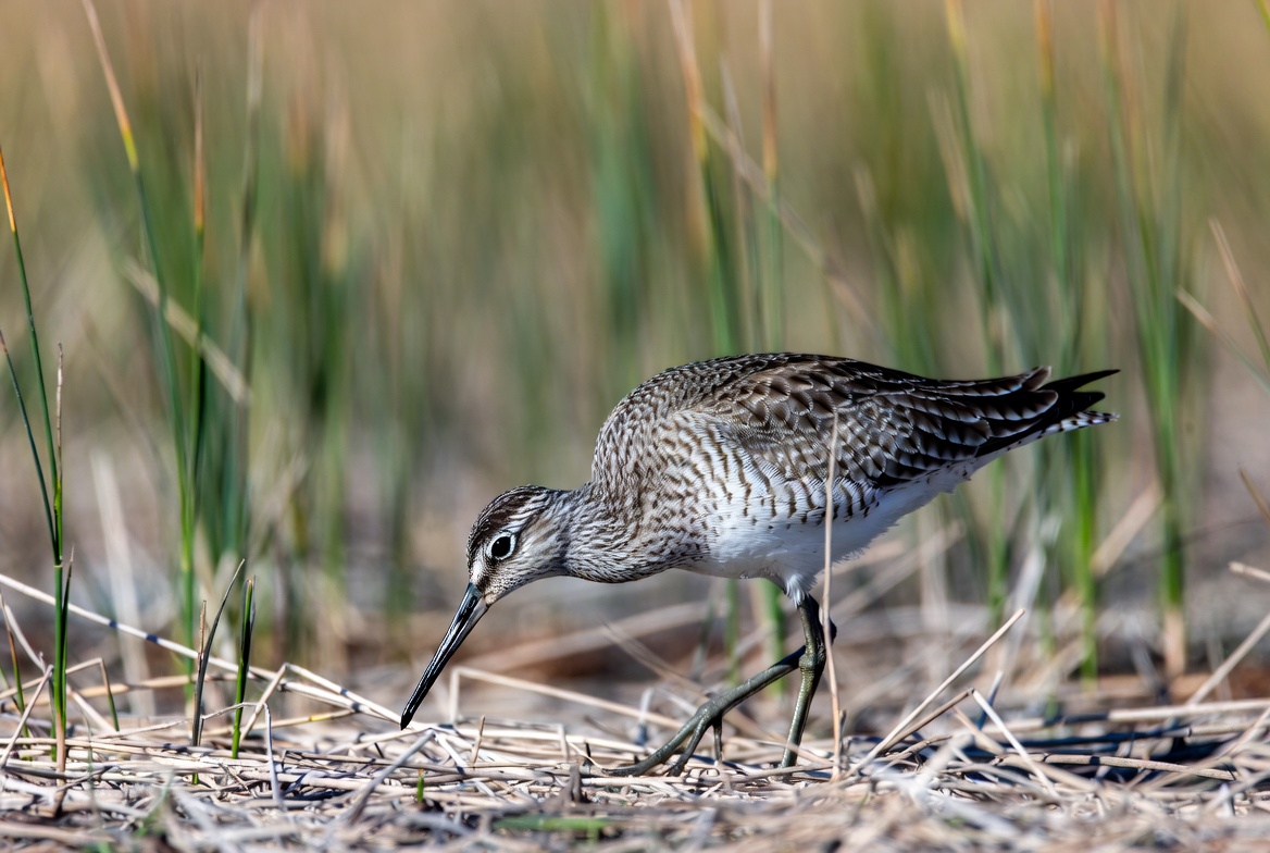 Whimbrel foraging in marsh grass Whimbrel foraging in marsh grass