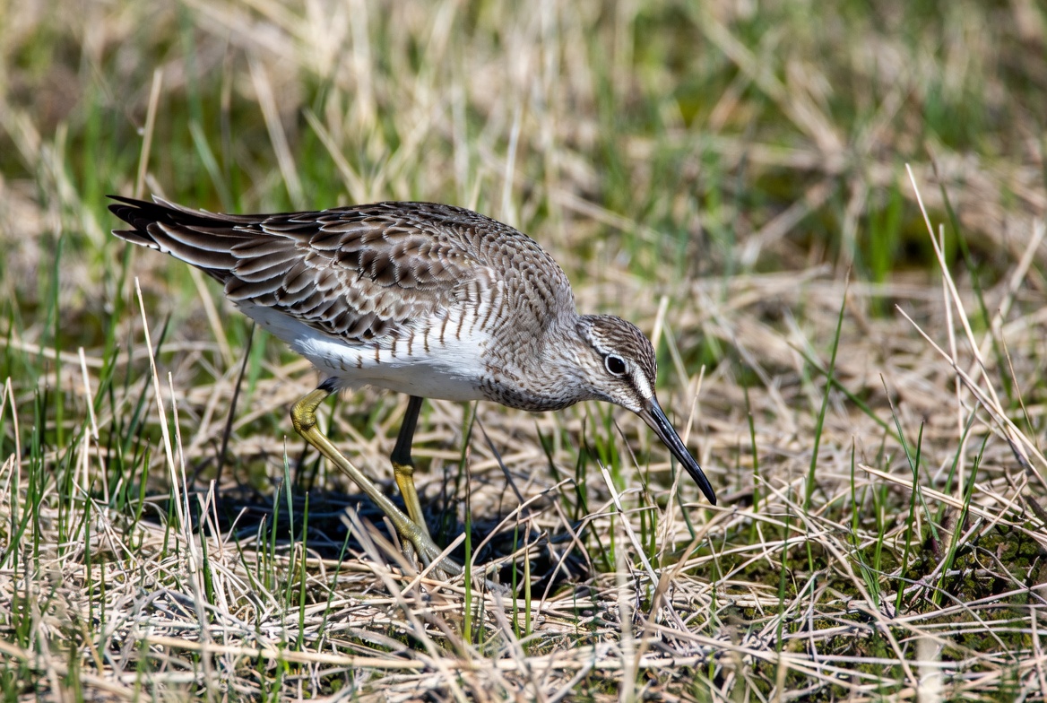 Dunlin foraging in marsh grass Dunlin foraging in marsh grass