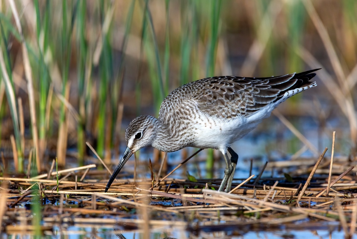 Dunlin foraging in marsh reeds Dunlin foraging in marsh reeds