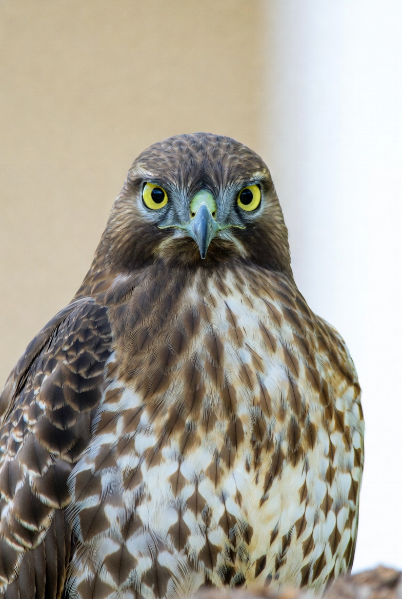 Red-tailed Hawk Close-up Portrait Red-tailed Hawk Close-up Portrait
