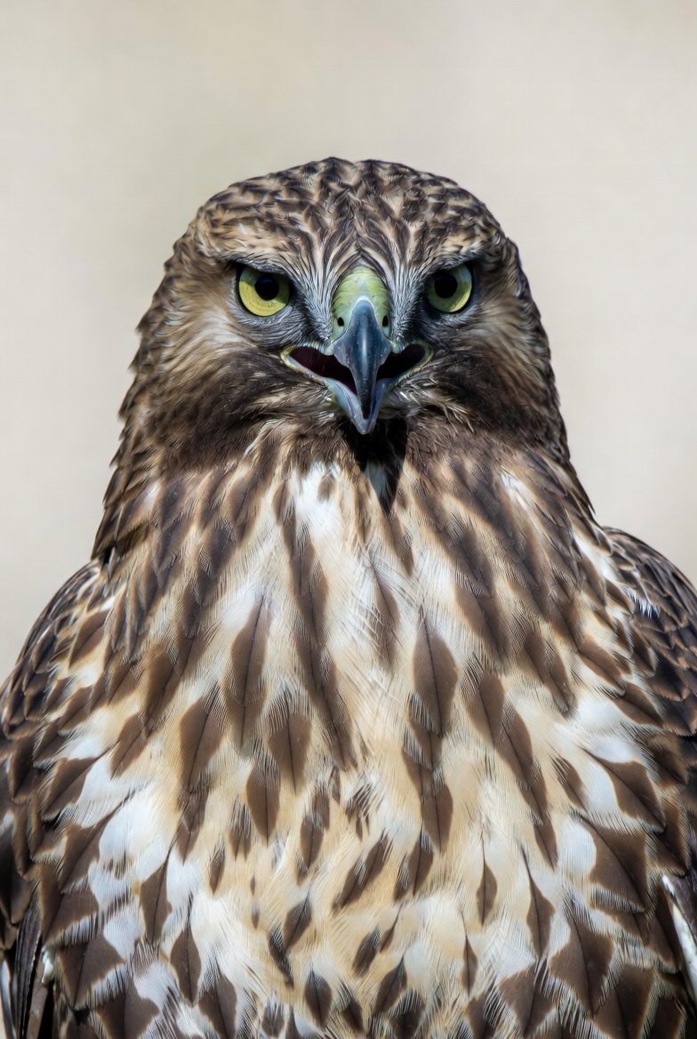 Close-up of brown hawk with green eyes Close-up of brown hawk with green eyes