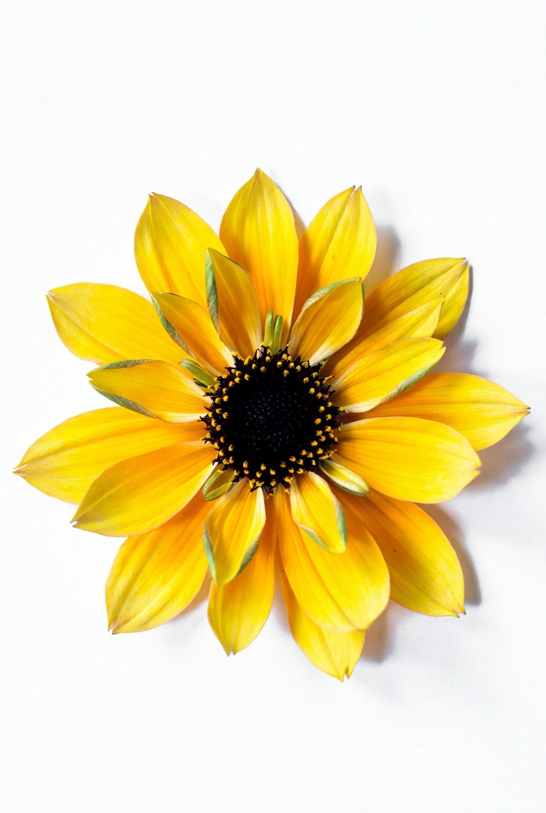 Yellow sunflower on white background Yellow sunflower on white background