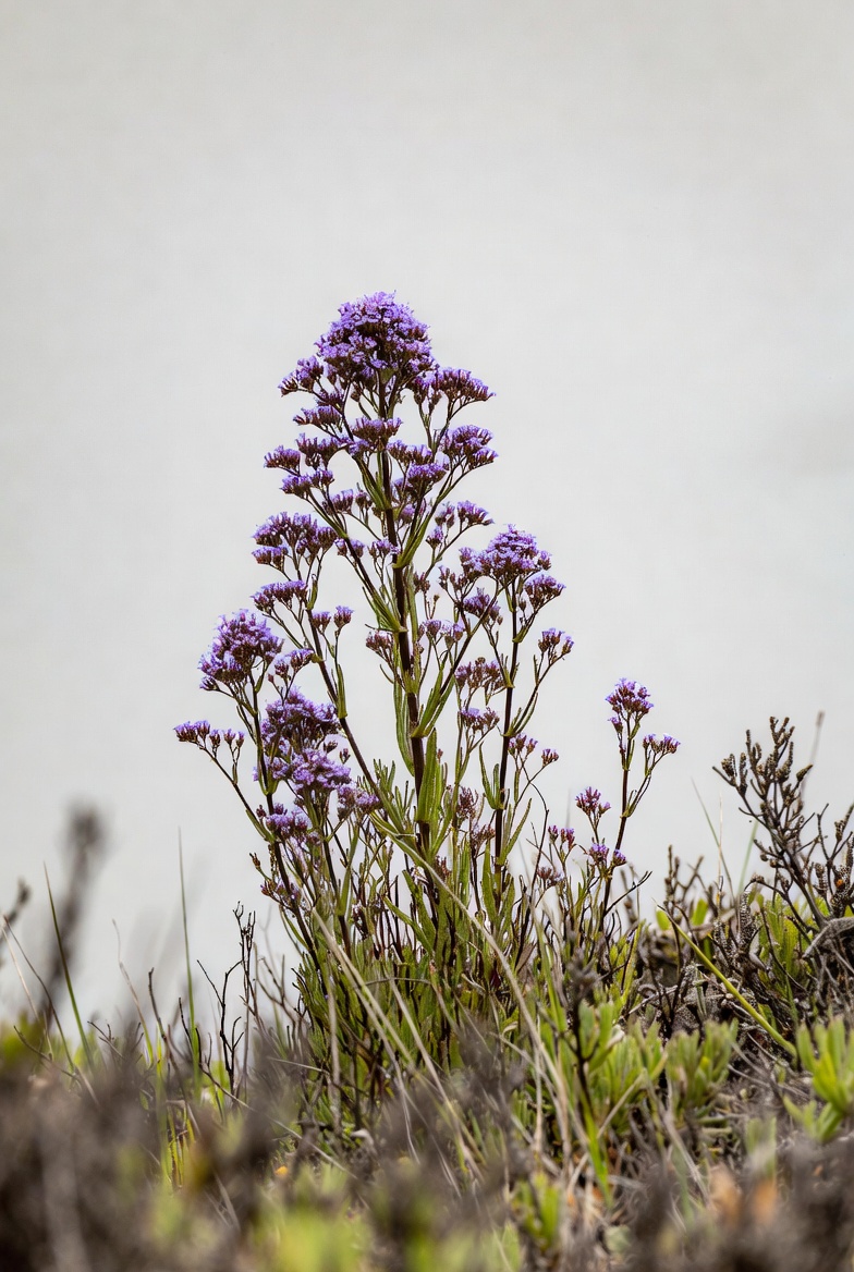 Purple Cluster Flowers in Foggy Field Purple Cluster Flowers in Foggy Field
