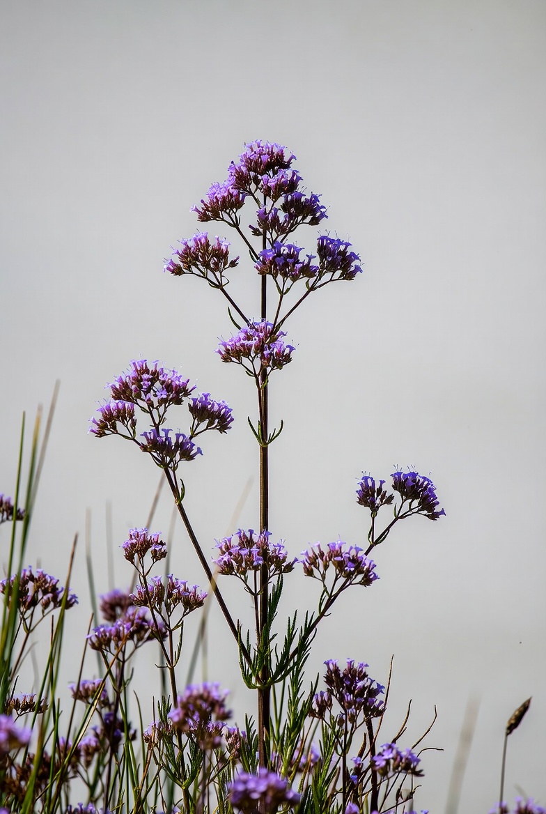 Purple Cluster Flowers on Stem Purple Cluster Flowers on Stem